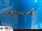 2019 Jeep Cherokee Trailhawk 4x4